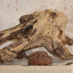 Chateau-Renault – Exposition « Le Murmure des arbres »